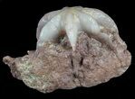 Interesting Evactinopora Bryozoa Colony - Missouri #56898-1